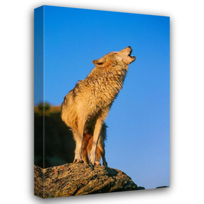 «Loon Peak® Garber, Howie Gallery», art sur toile tendue: Loup gris