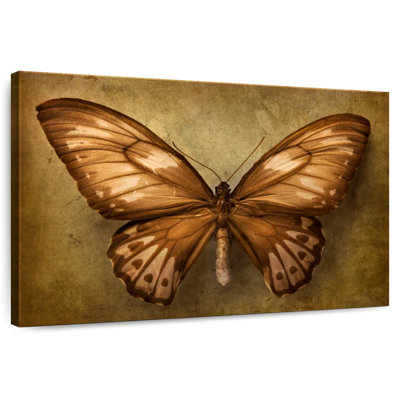 Papillon rétro Brampt