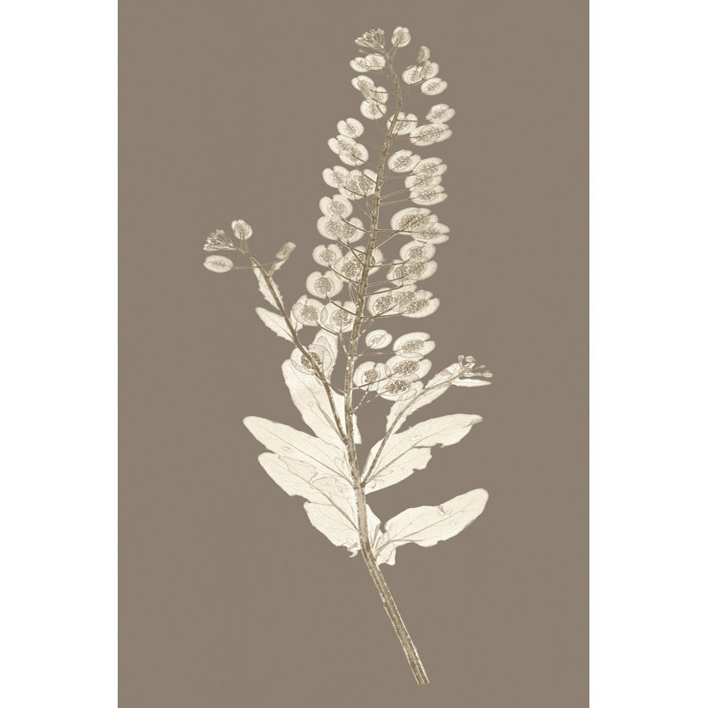 Taupe Nature Study III by Vision Studio - Wrapped Canvas Art Prints, 46cm H x 30cm W