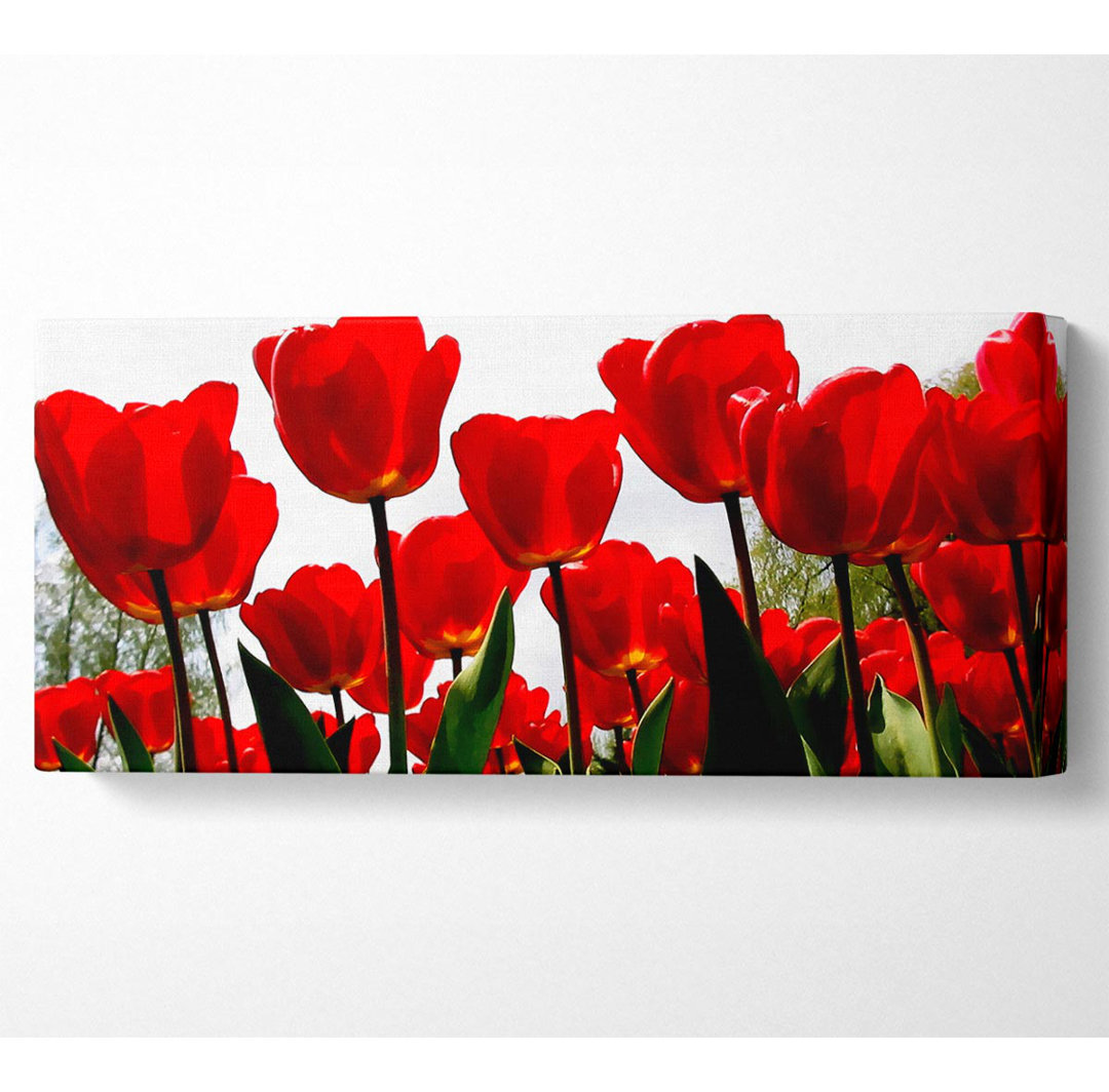 Rote Tulpen in Hülle und Fülle - Kunstdrucke auf Segeltuch