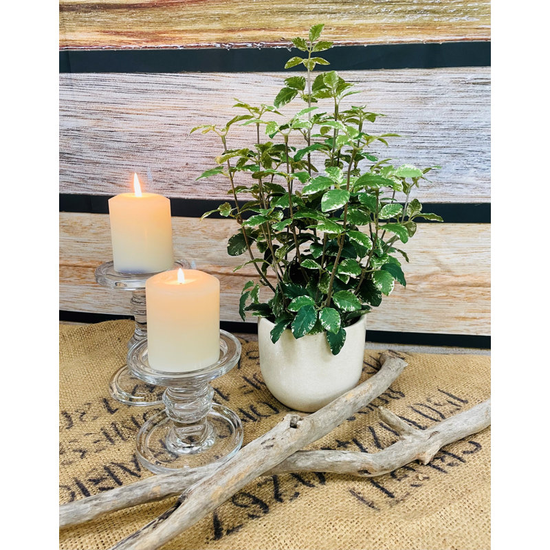 16.5'' Faux Foliage Plant in Ceramic Freestanding