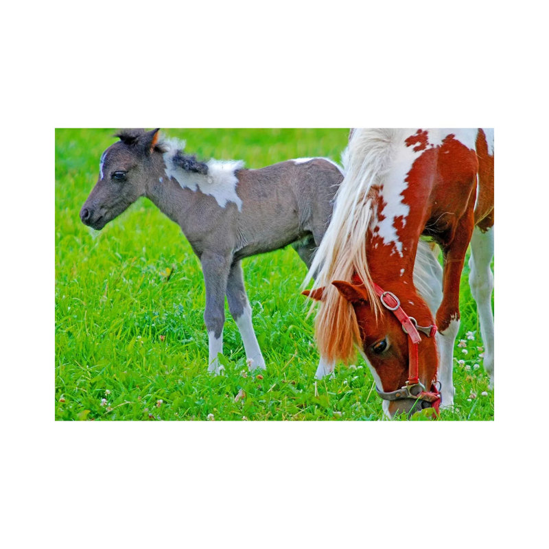 Colt And Mare by Brian Wolf - Wrapped Canvas Print, 20.32cm H x 30.48cm W x 1.91cm D