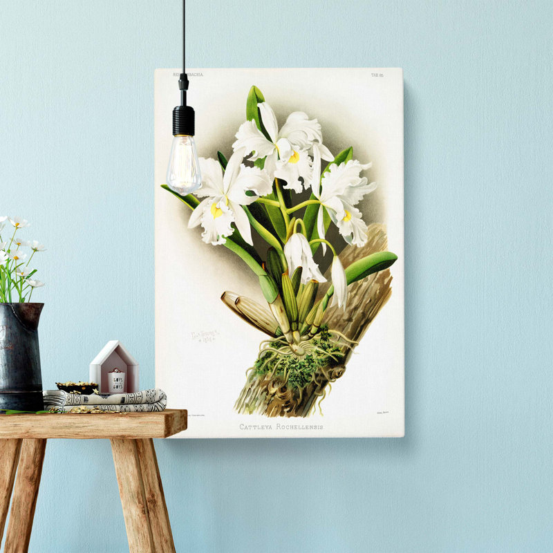 Magnolia Flowers Illustration Tab.85 by Frederick Sander - Wrapped Canvas, 50cm H x 35cm W x 3cm D