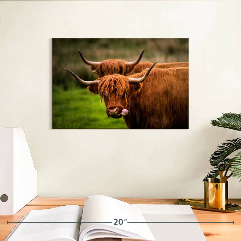 Fluffy Highland Cows, H 8 po x l 12 po