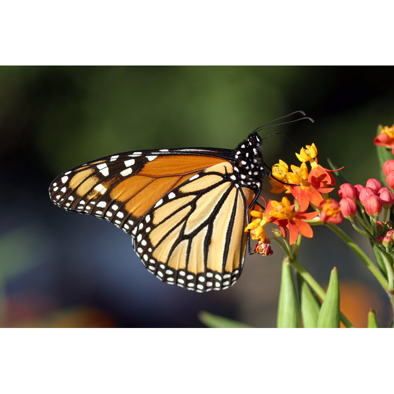 Feeding - Wrapped Canvas Print, 81cm H x 122cm W x 3.8cm D