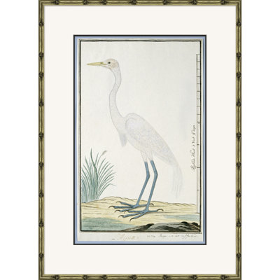 Bird Drawings, Circa 1777 Giclee Print