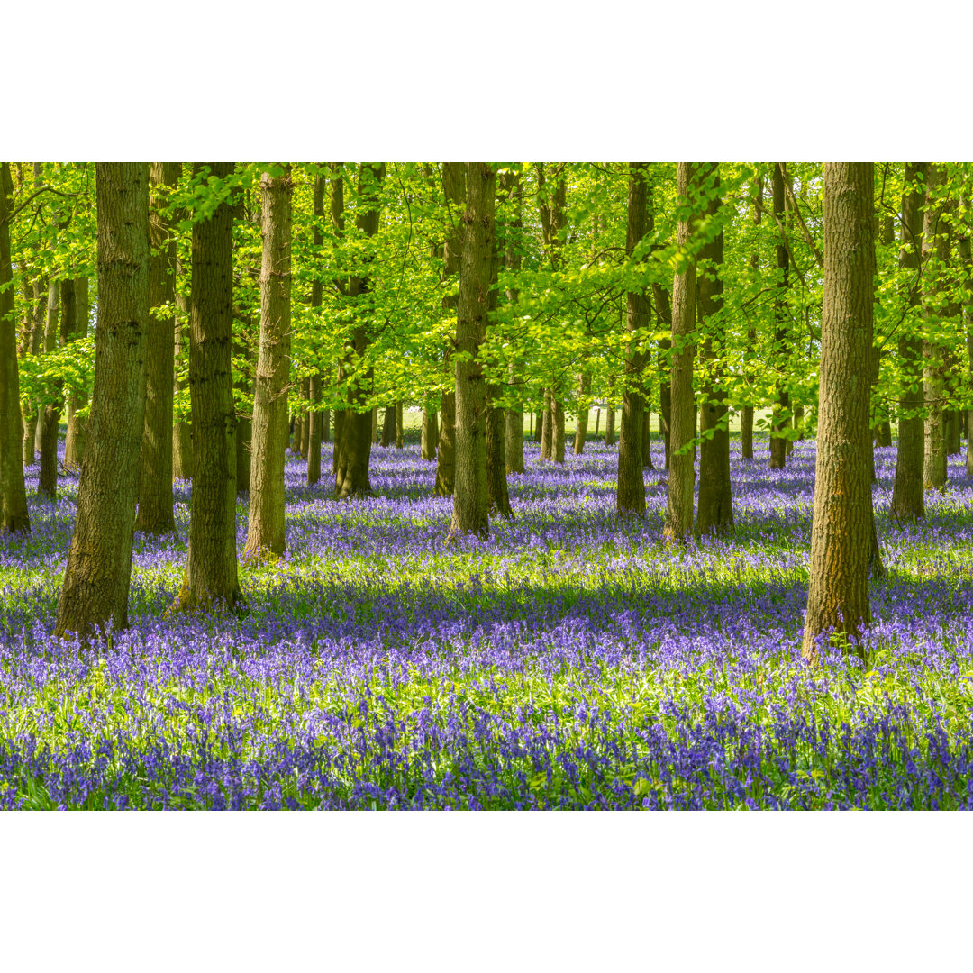 Bluebell And Beech Tree Forest von ChrisHepburn - Drucken