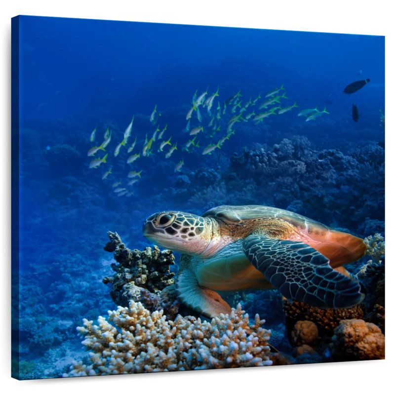 Brampt Corals And Turtle, 24'' H x 24'' W
