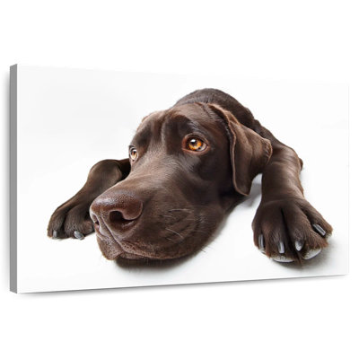 Labrador brun chocolat Brampt