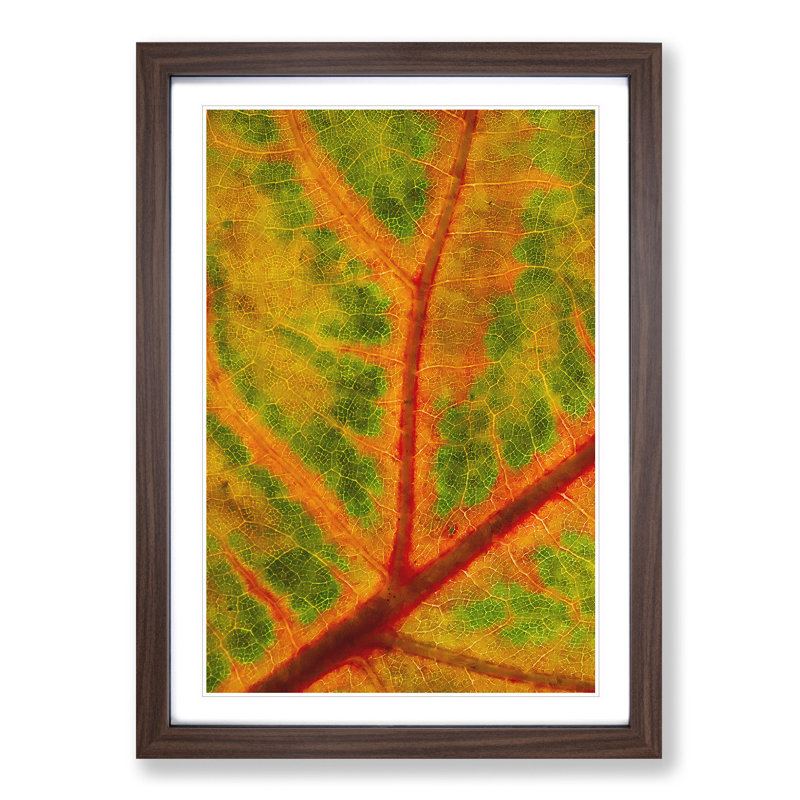 Map of a Leaf - Picture Frame Painting Print, 63cm H x 45cm W x 2cm D, Walnut Framed