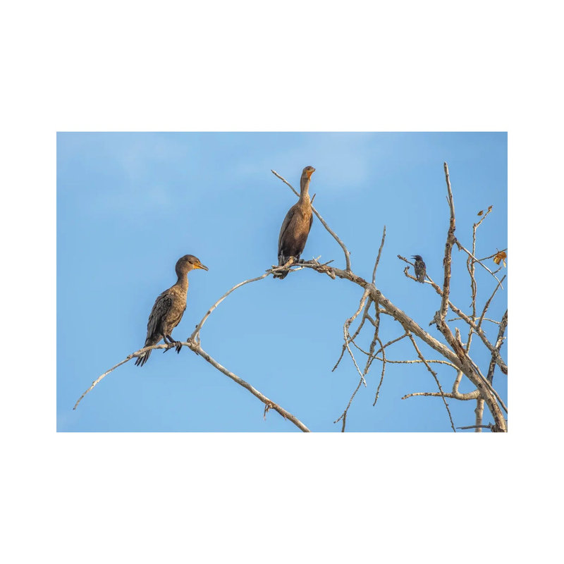 Bird Talk, Cormorants by Louis Ruth - Wrapped Canvas Print, 20.32 cm H x 30.48 cm W
