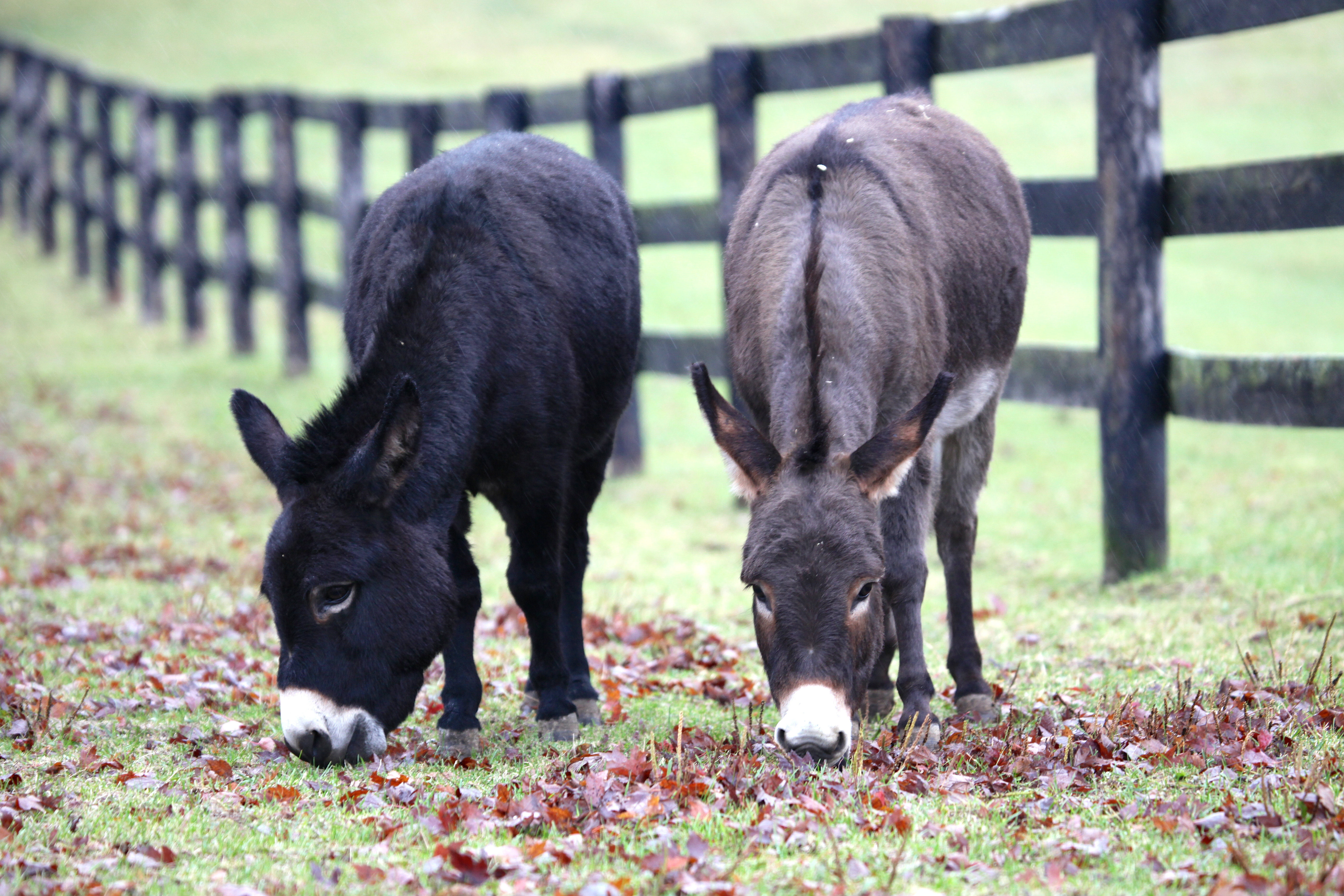 Brambly Cottage Donkeys grazing in pasture 164106687 | Wayfair.co.uk