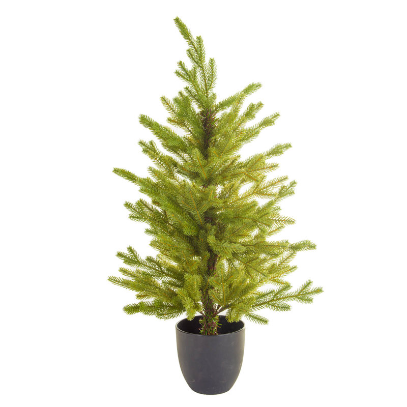 36 plantes