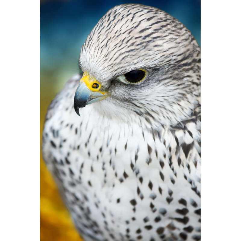 Gyrfalcon - Wrapped Canvas Print, 122cm H x 81cm W x 3.8cm D