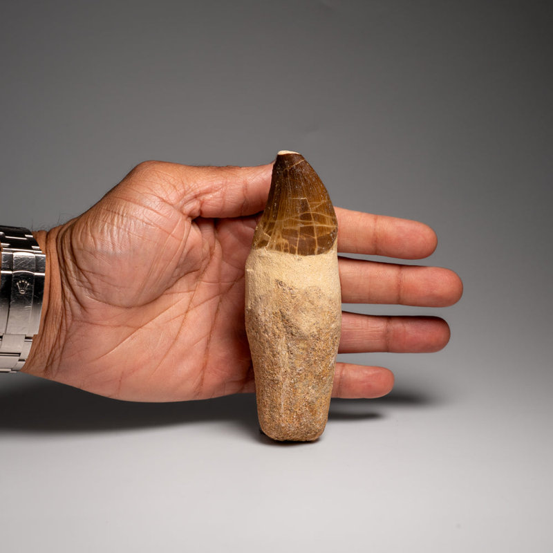Genuine Mosasaur Tooth With Root (170.6 Grams)