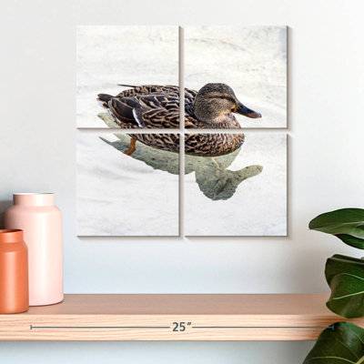 Canard colvert Brampt femelle