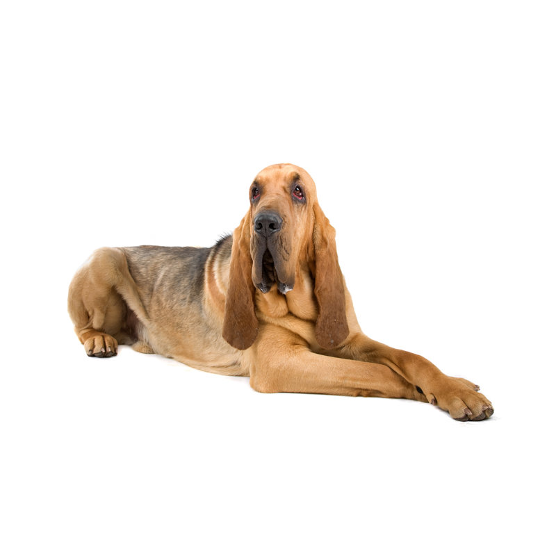 Bloodhound - Wrapped Canvas Print, 51cm H x 76cm W x 3.8cm D