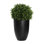 Seville Faux Boxwood Topiary in Fiberstone Planter