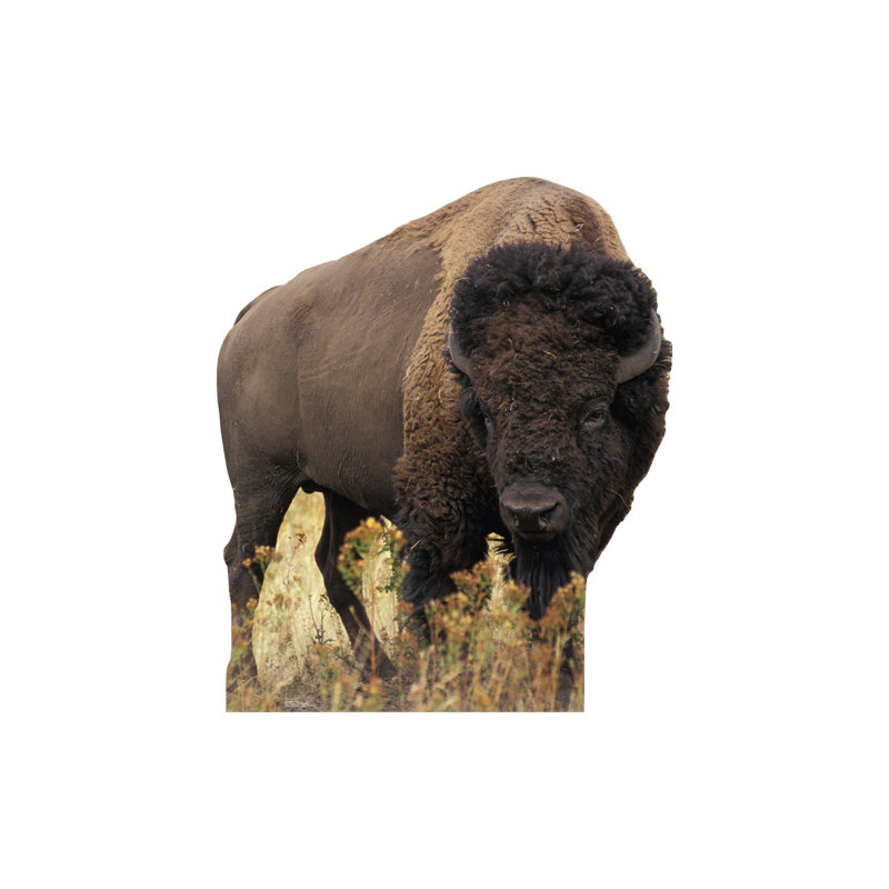 Life-Size Dark Brown Bison Cardboard Standup