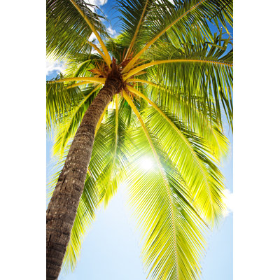 " Close Up Of Palm Tree "