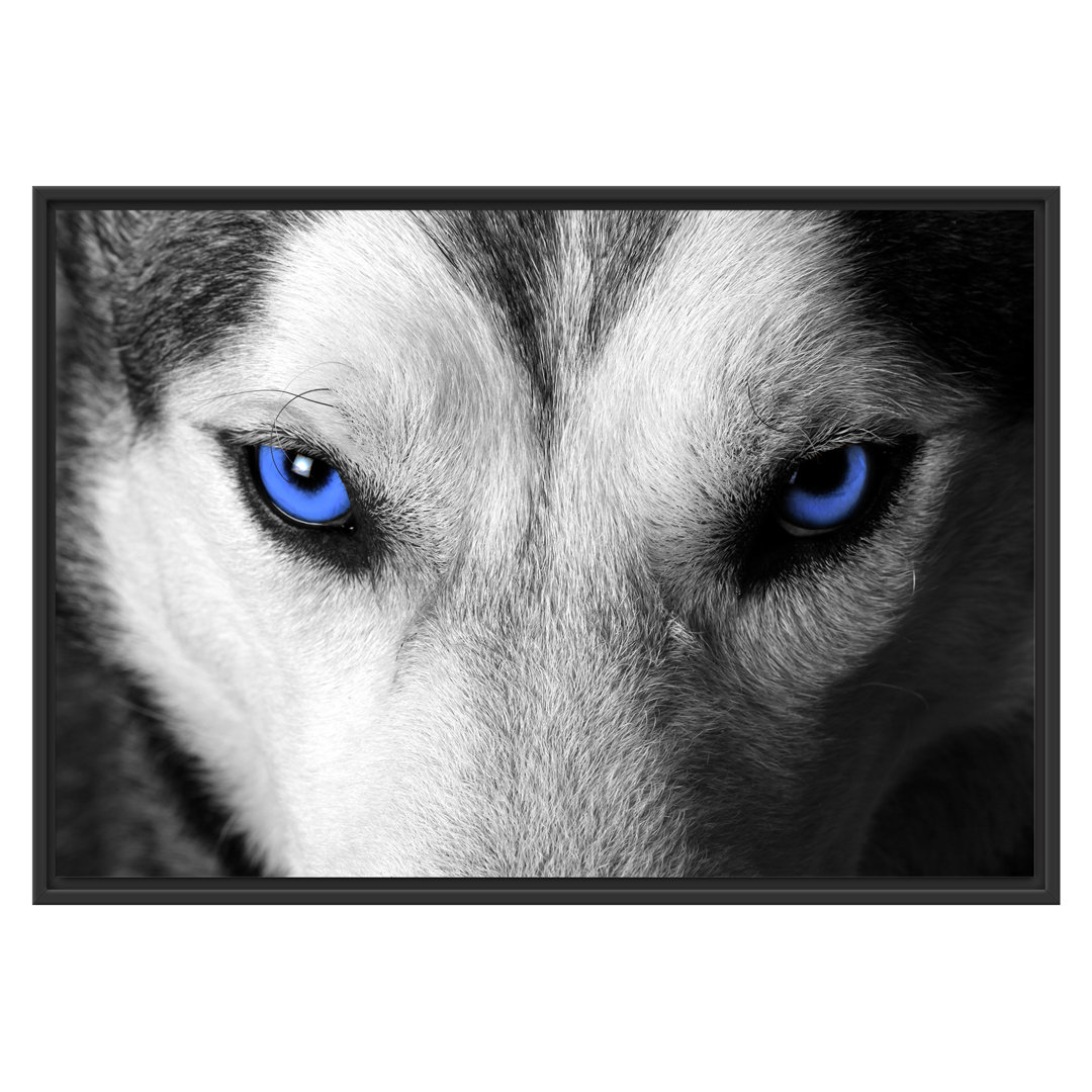 Gerahmtes Wandbild Husky mit Augen