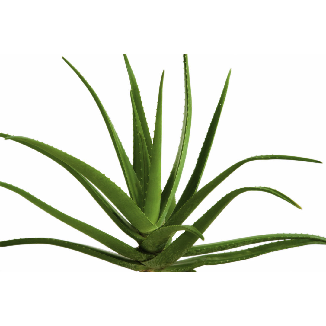 Aloe Pflanze von Lathuric - Druck