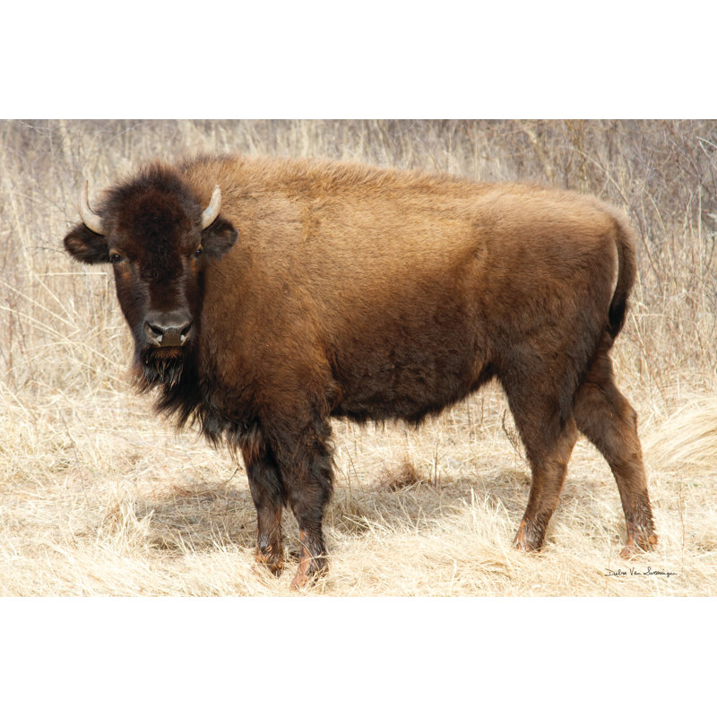 American Bison I by Debra Van Swearingen -  Photograph, 51 cm H x 76 cm W, Black Floater Framed
