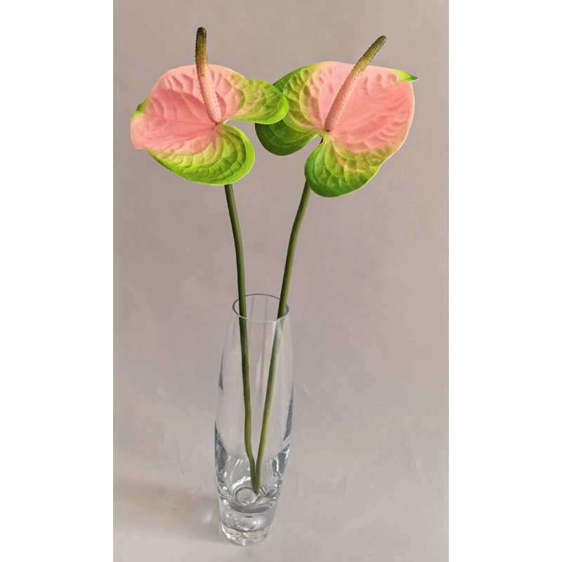 ANTHURIUM 20'', Blush
