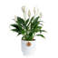 Peace Lily in Ceramic Planter