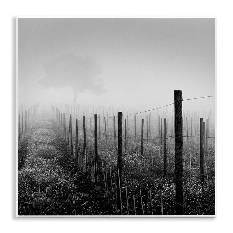 «Vineyard at Dawn» par Chip Forelli