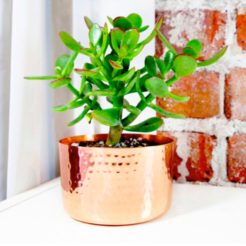 Handcrafted Copper Hammered Finish Pot Planter