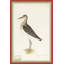 18th Century Bird Re-Strikes VIII Painting