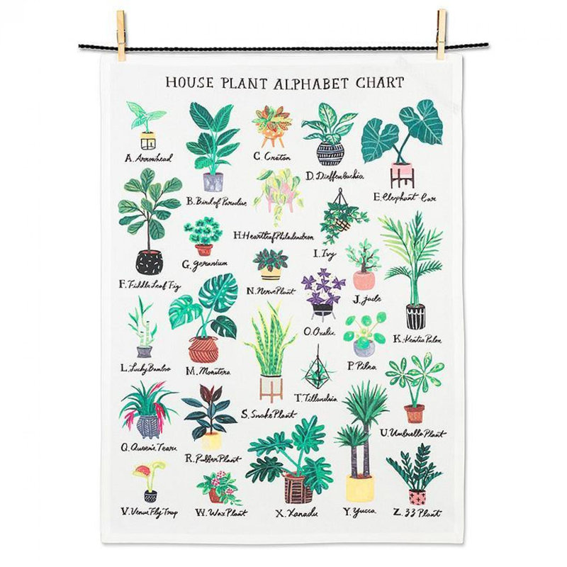 Torchon House Plant