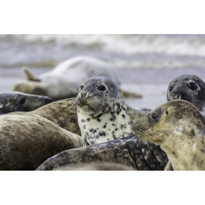 Seal In Wild Seal Colony by Ian Dyball - Wrapped Canvas Print, 30cm H x 46cm W