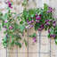 Treillis mural rond RHS 61 x 99 cm, support pour plantes grimpantes en acier noir mat