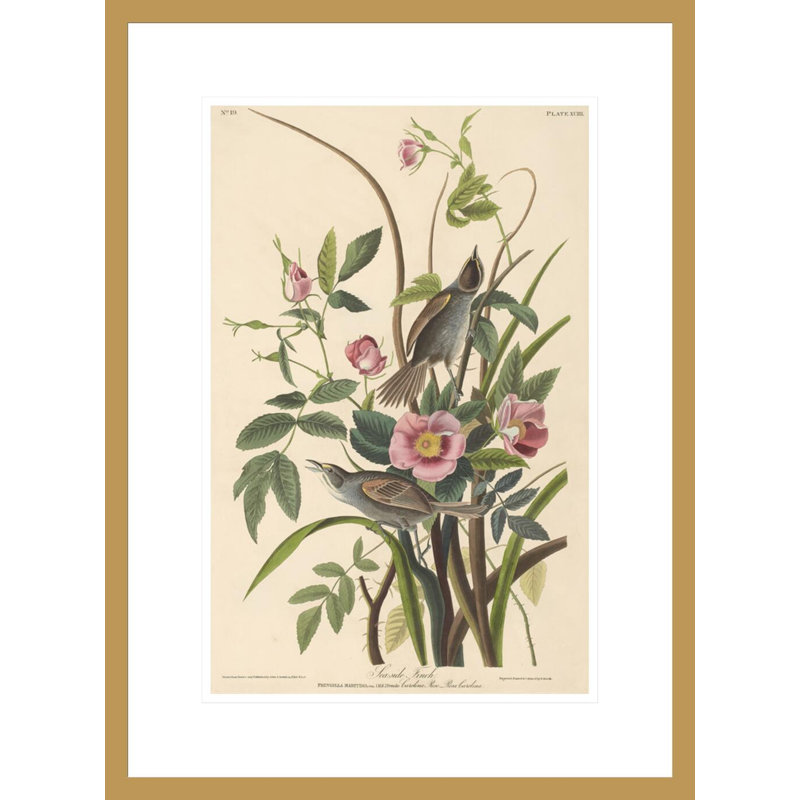 «Finch bord de mer» par John James Audubon, impression giclée encadrée, H 21,75 po x l 16,04 po