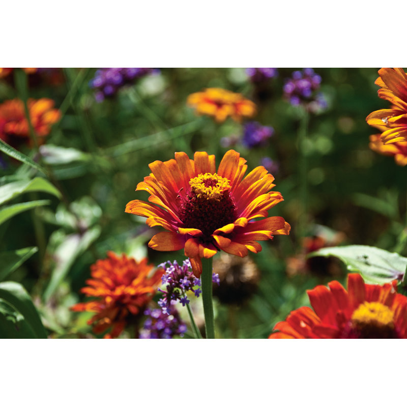 Pickin Wild Flowers - Wrapped Canvas Painting, 81cm H x 122cm W x 3.8cm D