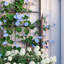 Vertical Garden