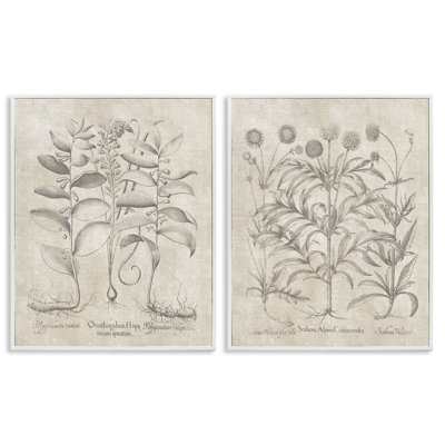 Soft Botanical Study 2 PC Framed Giclee Art Set by Lettered and Lined