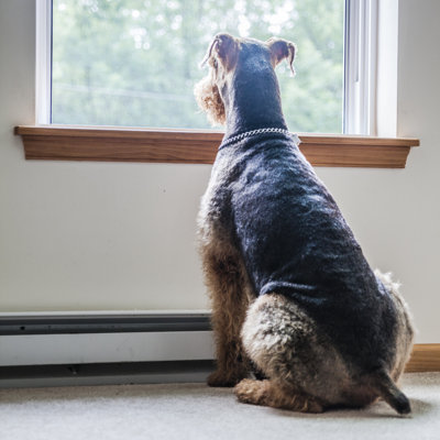 Airedale Terrier Dog by Alex Potemkin