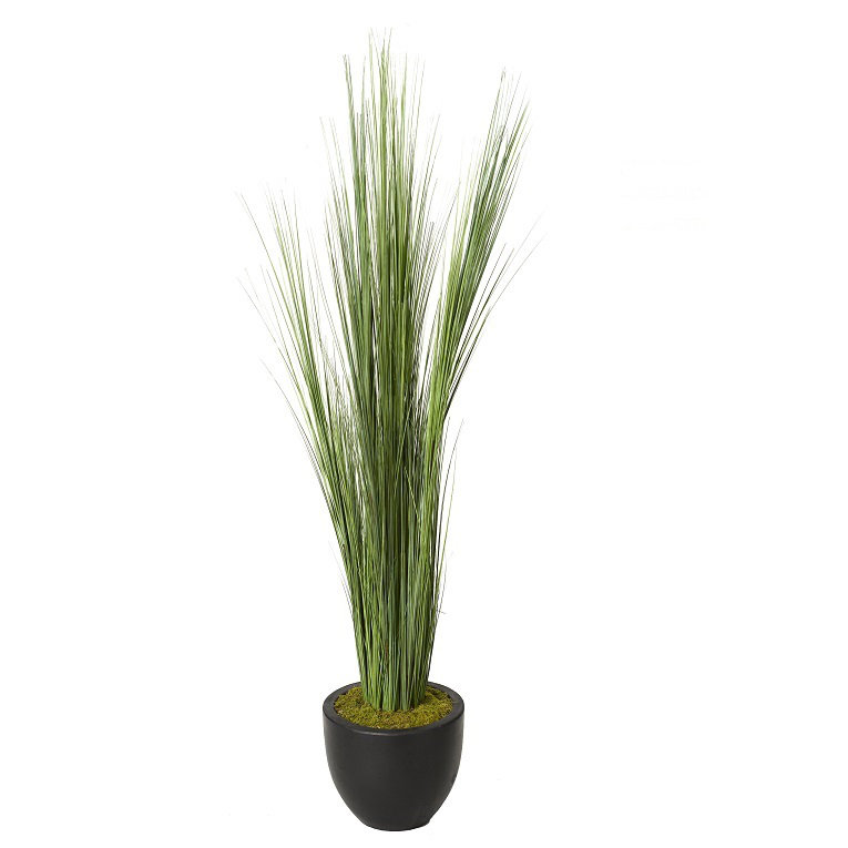 Grand gazon d’oignon en pot