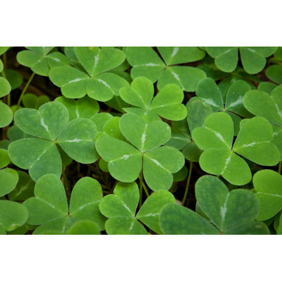 Shamrocks - Photographie sur toile tendue