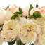 Blush Pink Peony Arrangement