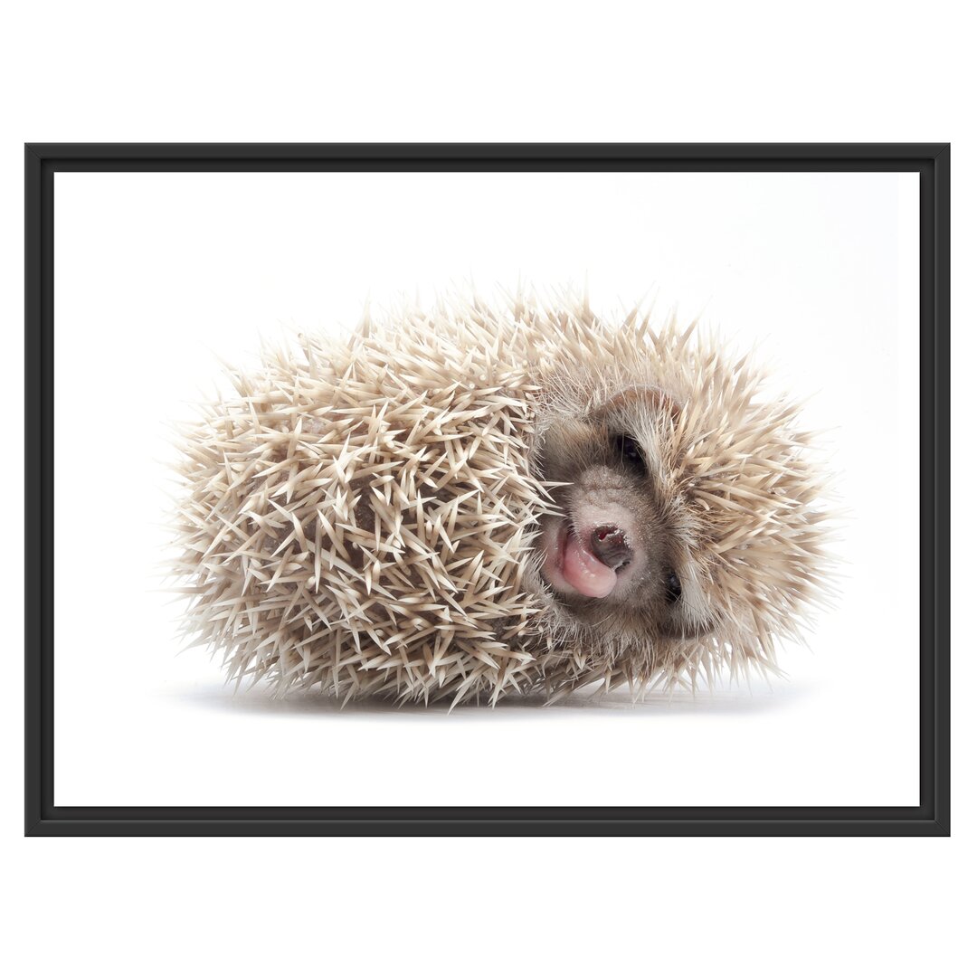 Gerahmtes Wandbild kleiner niedlicher Baby Igel