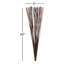 40" Elephant Reed, Dried-559833543