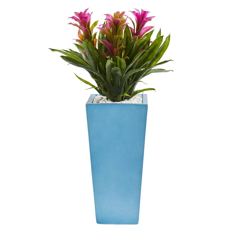 Arrangement floral triple bromeliad en pot, Mauve, Blanc