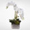 Real Touch Phalaenopsis Orchid with Succulents Floral Arrangement in Pot