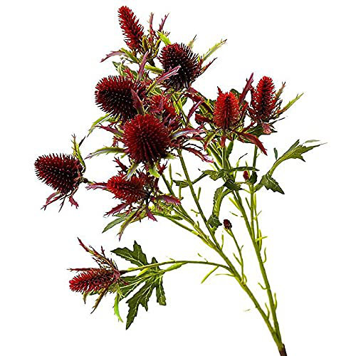 Eryngium Arrangement, Dark Red