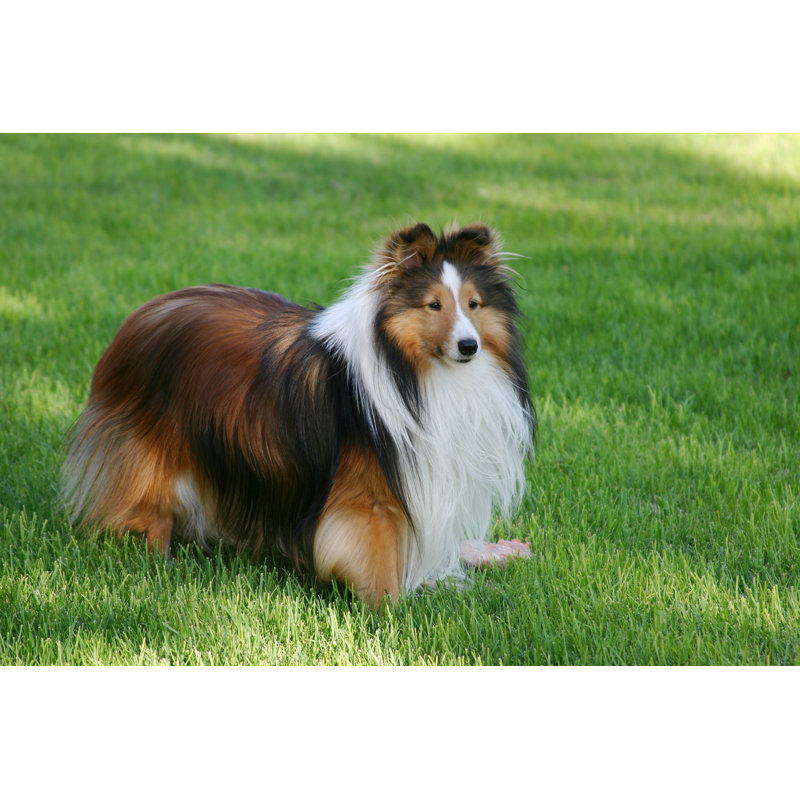 Adorable Sheltie de sable par Angelamedler, H 20 po x l 30 po