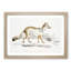 Bengal Fox by John Edward Gray - Single Picture Frame Painting-55466268-55466264